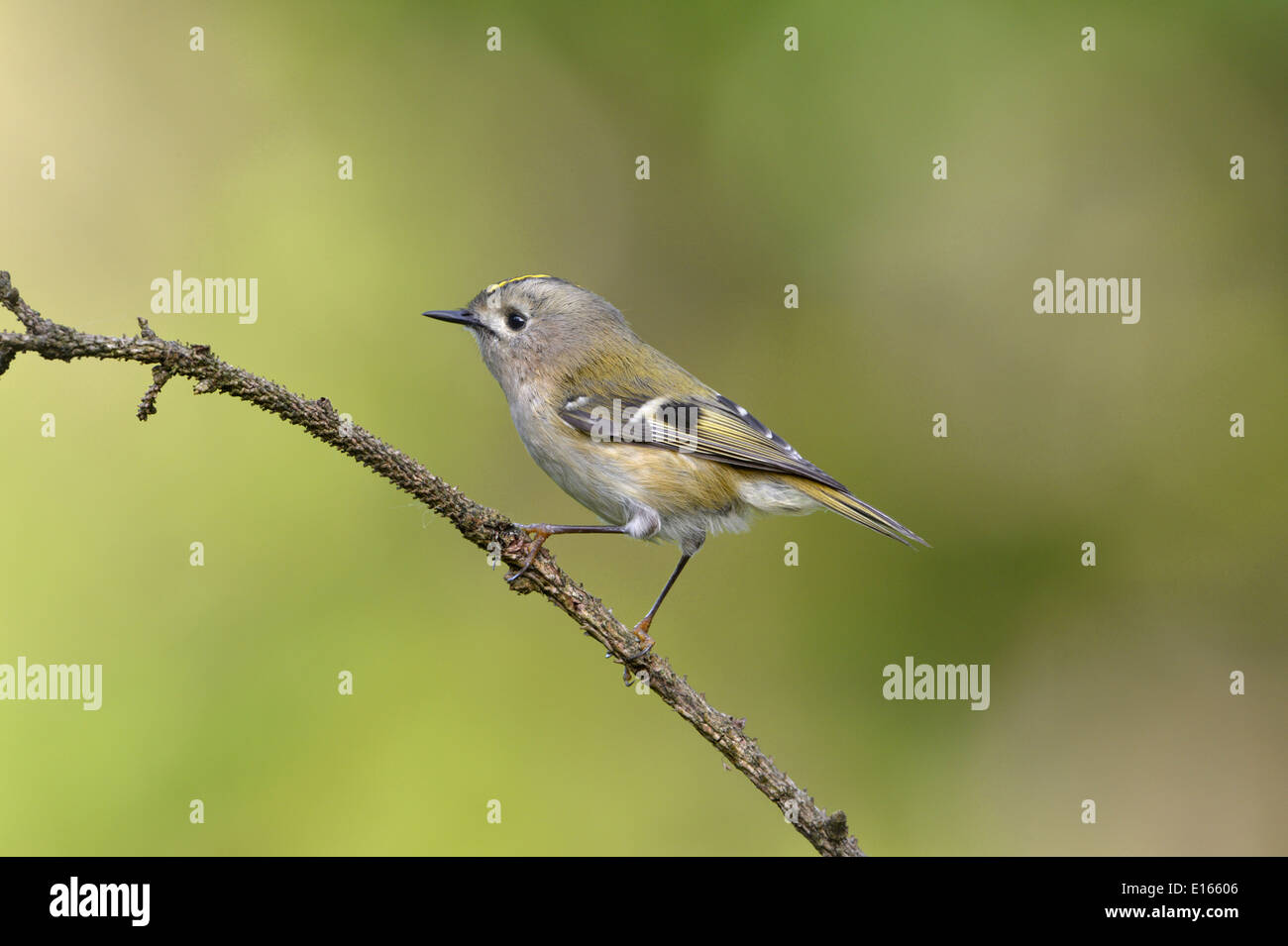 Regulus regulus Goldcrest Banque D'Images