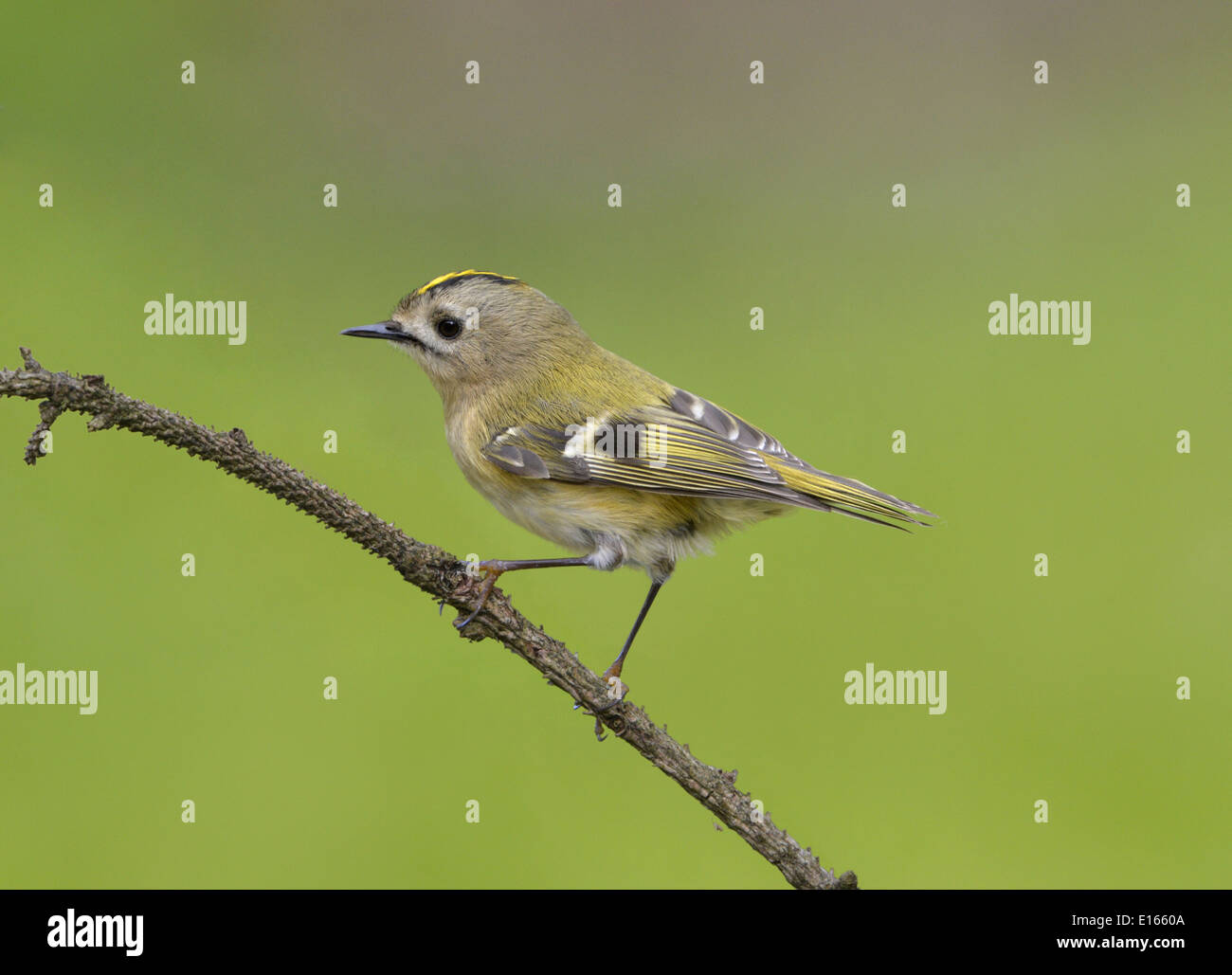 Regulus regulus Goldcrest Banque D'Images