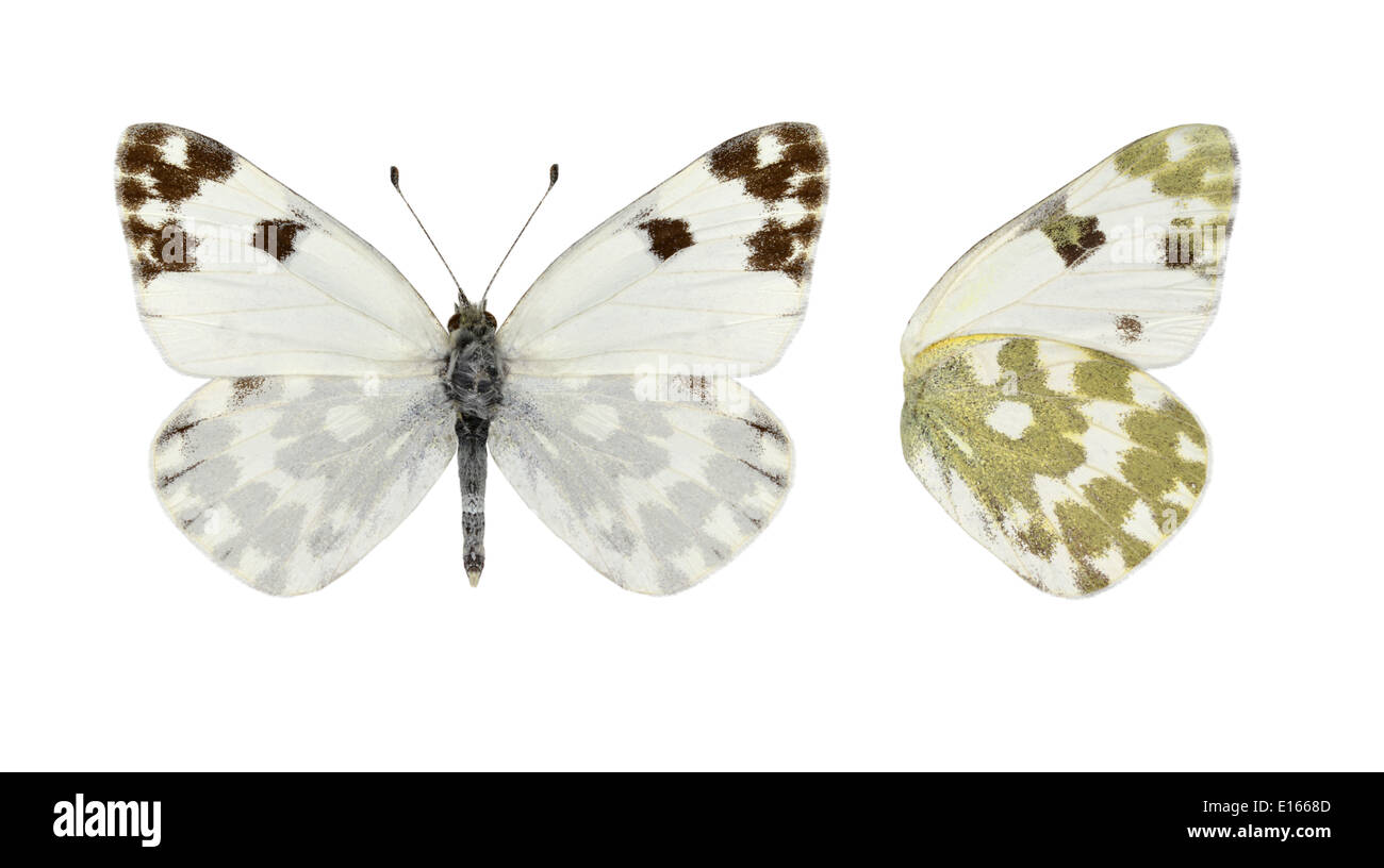 Pontia daplidice baignoire - Blanc Banque D'Images