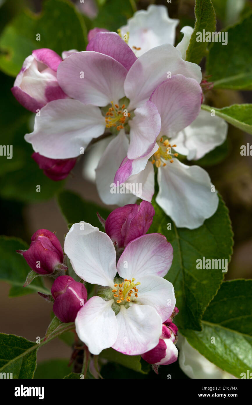 James Grieve Apple Blossom Close up Banque D'Images