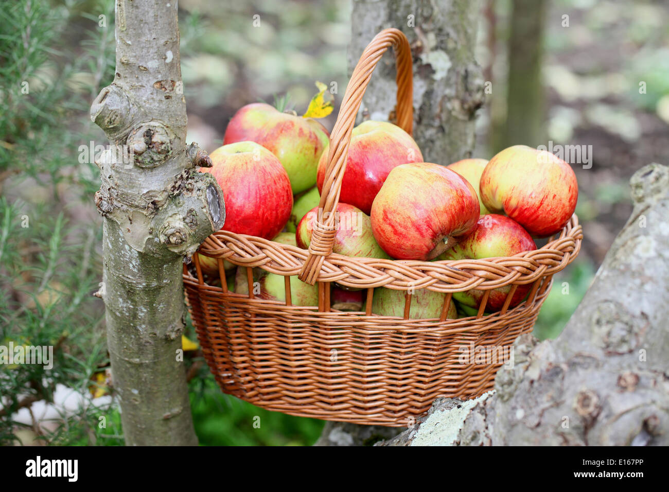 Croquant et juteux fraîchement récolté les pommes dans un panier en osier Banque D'Images