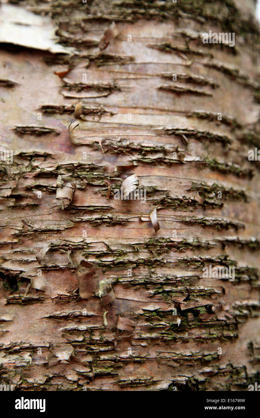 Peeling d'écorce de bouleau à partir d'un arbre Banque D'Images