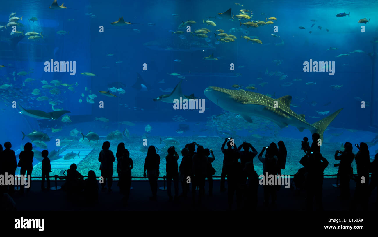 Un requin-baleine nage d'anciens visiteurs visualiser le réservoir principal de l'Aquarium Churaumi, Okinawa, Japon Banque D'Images