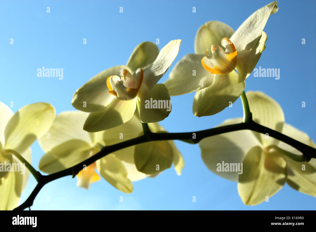 Belle branche d'une floraison d'orchidée jaune sur le fond de ciel Banque D'Images