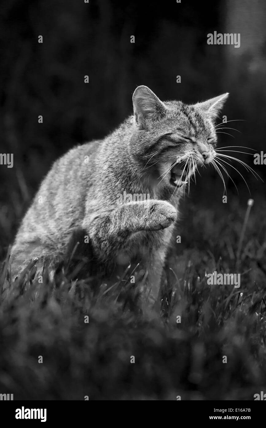 Scottish Wildcat Banque D'Images