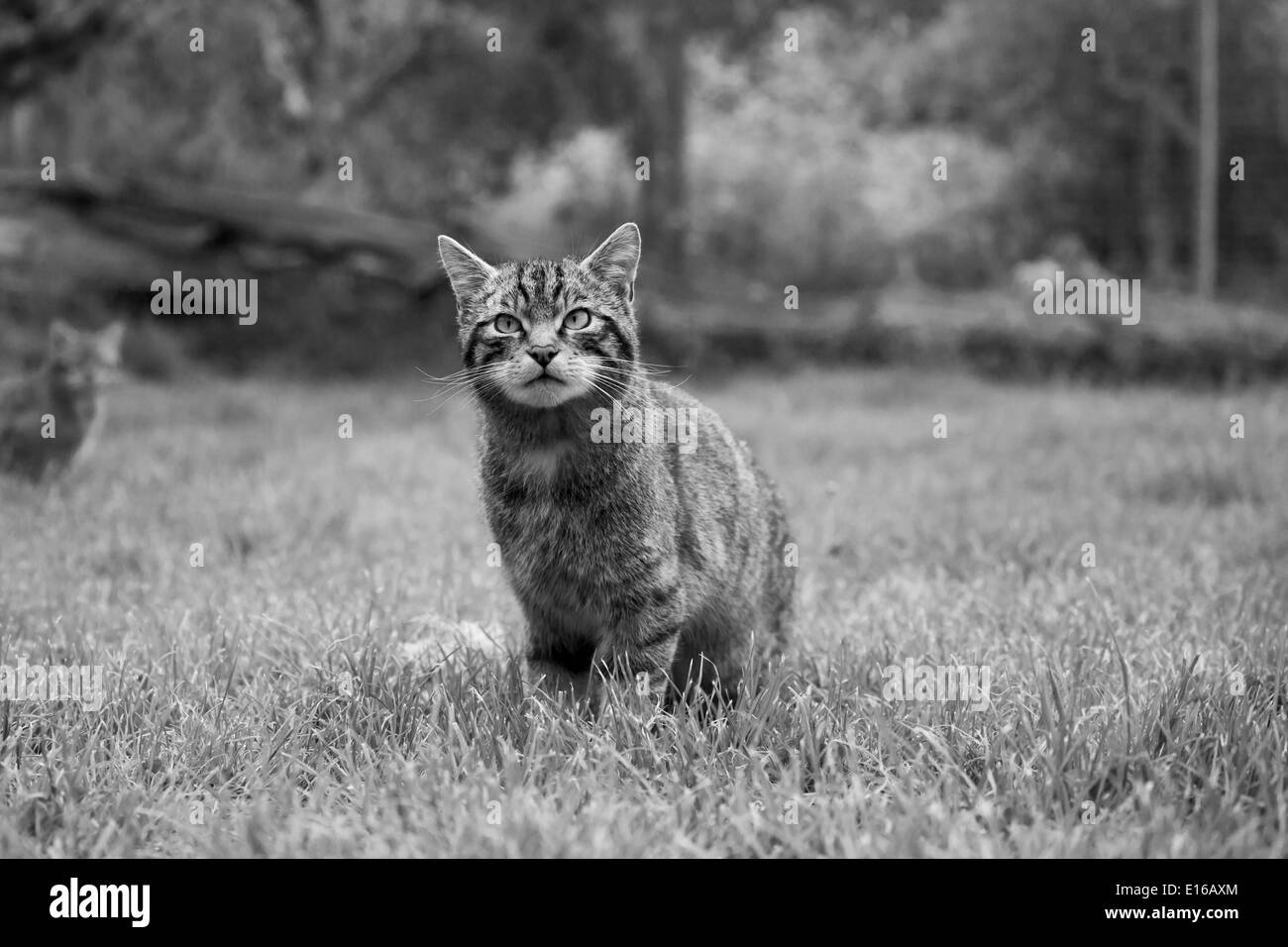 Scottish wildcat Banque D'Images