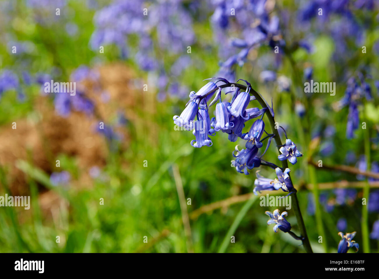 Fin des fleurs de jacinthes dans le lake district cumbria uk Banque D'Images