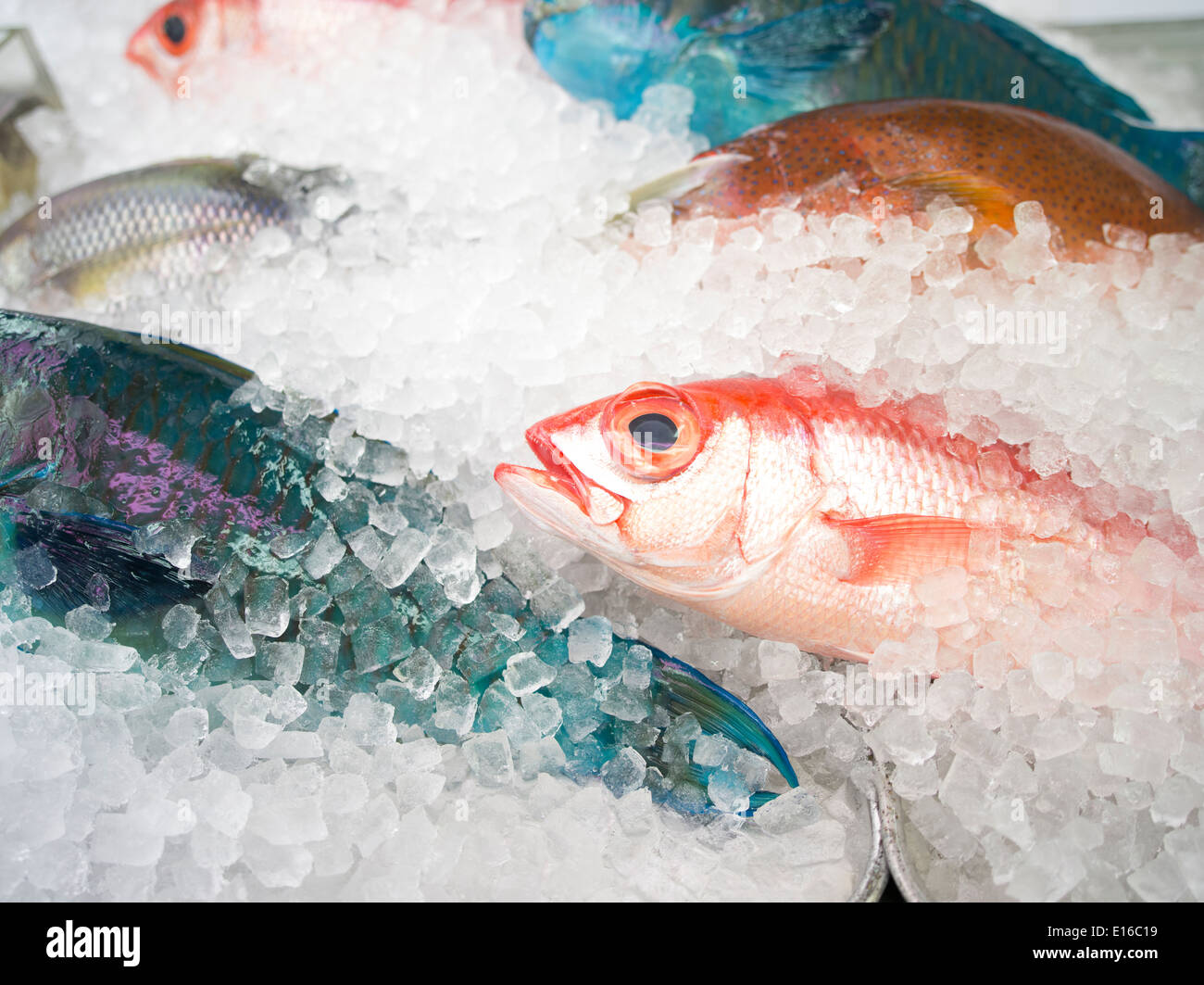 Le poisson frais sur la vente dans le marché, off Kosetsu Ichiba Kokusai Street, la ville de Naha, Okinawa, Japon Banque D'Images