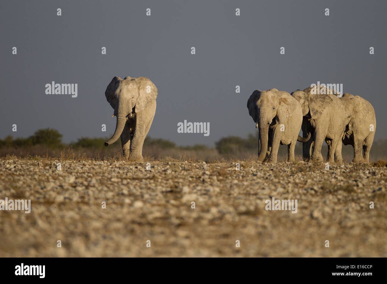 Les éléphants en Namibie Banque D'Images
