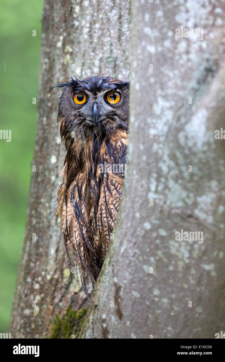 Grand d'Amérique, Bubo bubo, assis dans un arbre Banque D'Images