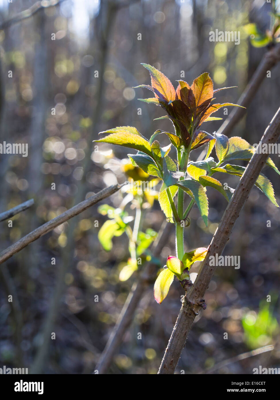 Au printemps forestiers, une branche avec de nouvelles feuilles en nuances de vert clair et presque violet Banque D'Images