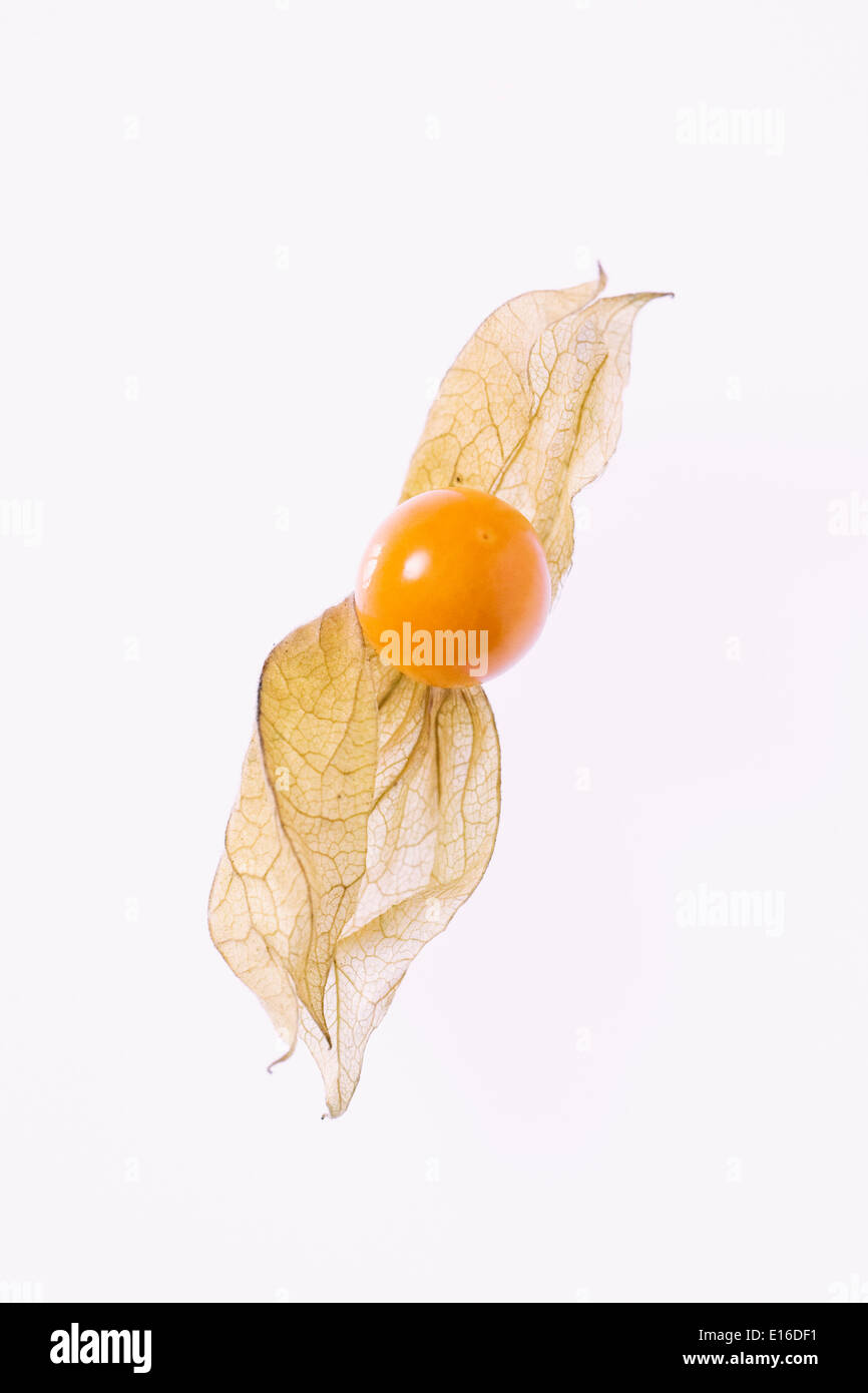 Physalis peruviana. Un seul fruit sur un fond blanc. Banque D'Images