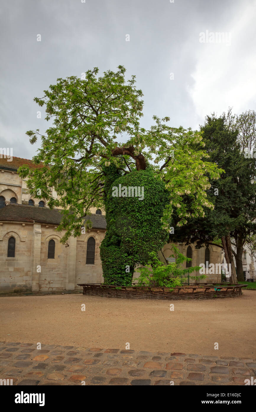 Le robinier ou faux acacia (Robinia pseudoacacia) - le plus vieil arbre de Paris, Square René Viviani. Banque D'Images