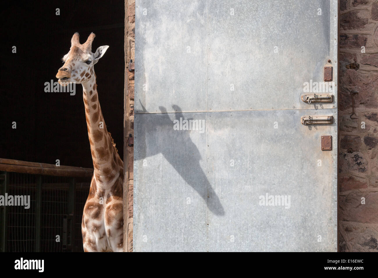 Une jeune girafe s'ouvre sur le soleil au Zoo de Chester Banque D'Images