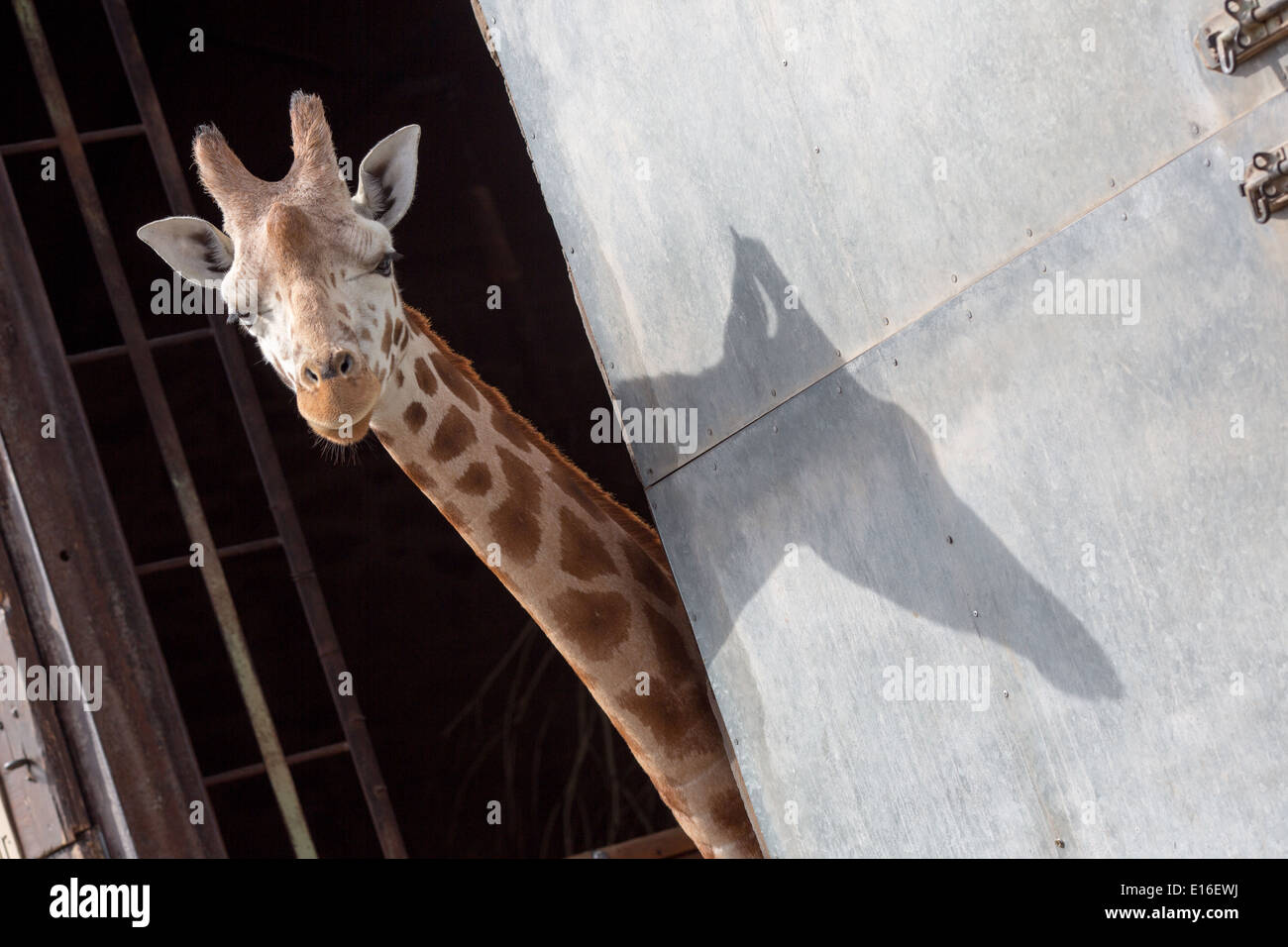 Une jeune girafe s'ouvre sur le soleil au Zoo de Chester Banque D'Images
