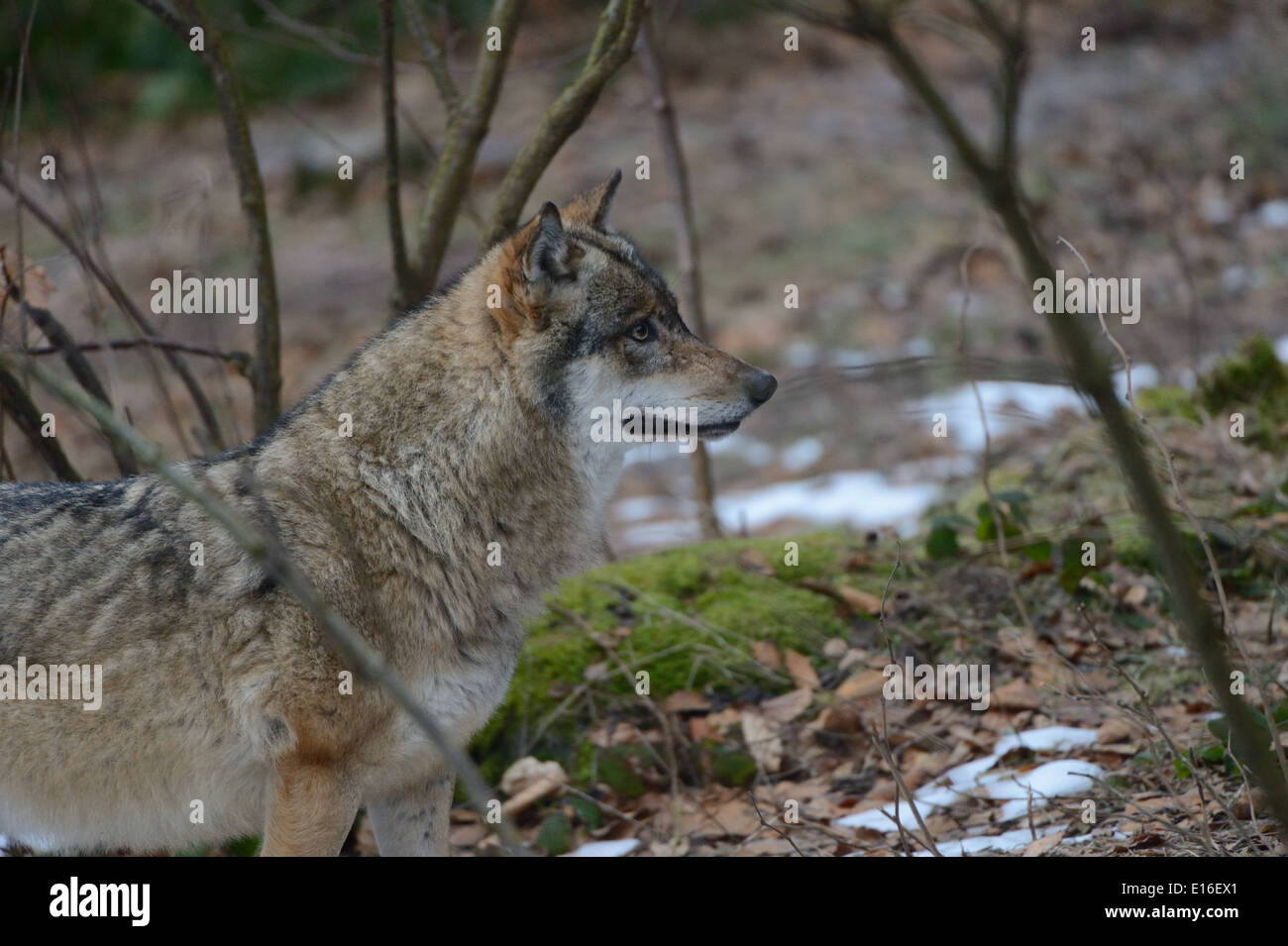 European (Canis lupus lupus) aka aka eurasien loup dans la forêt forêt de Bavière. Banque D'Images