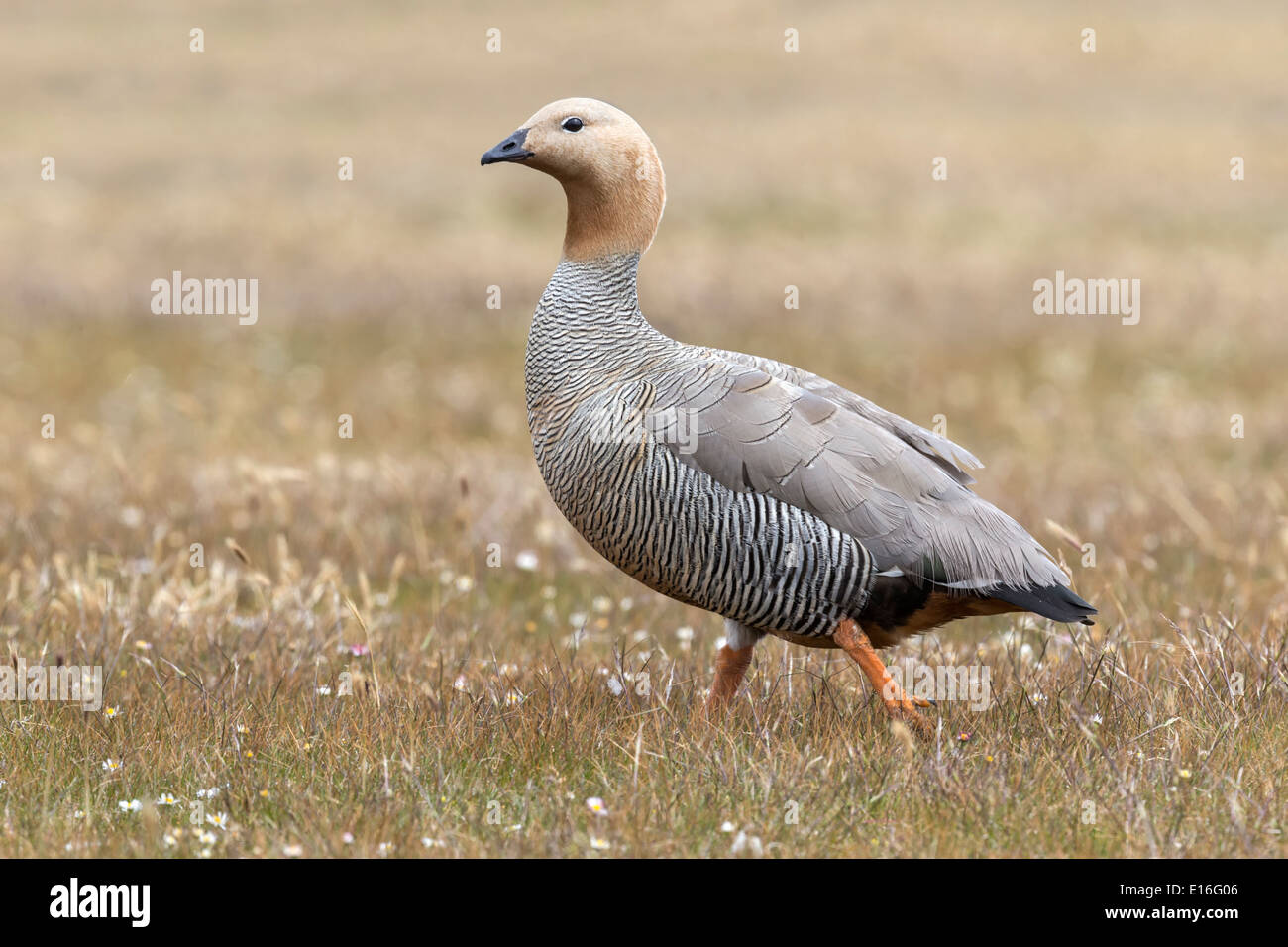 Tournepierre à tête rousse Banque D'Images