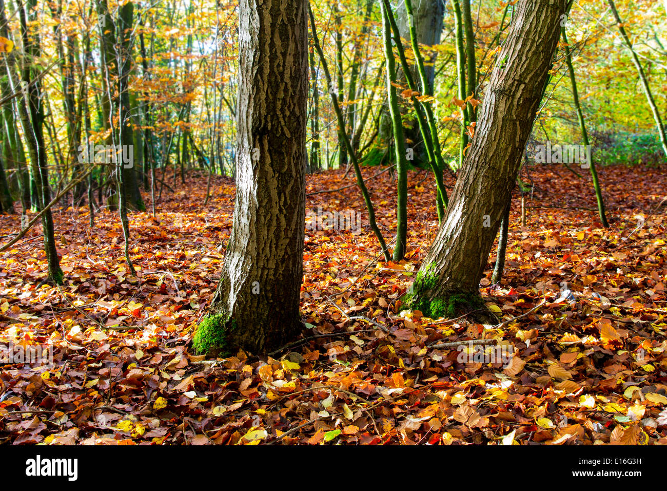 Les arbres d'automne Forêt de Dean Gloucestershire Banque D'Images