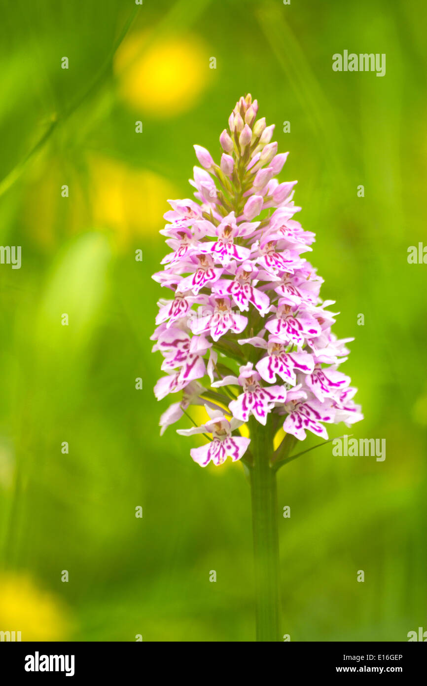 La commune d'orchidée, Meadow Gloucestershire UK Banque D'Images