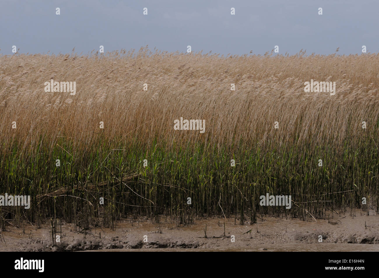 Roseau commun (Phragmites australis) croissant sur les vasières. Brancaster Staithe, Brancaster, Norfolk. UK. Banque D'Images