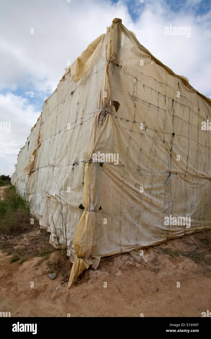 Coin d'un grand polytunnel dans une bananeraie Banque D'Images