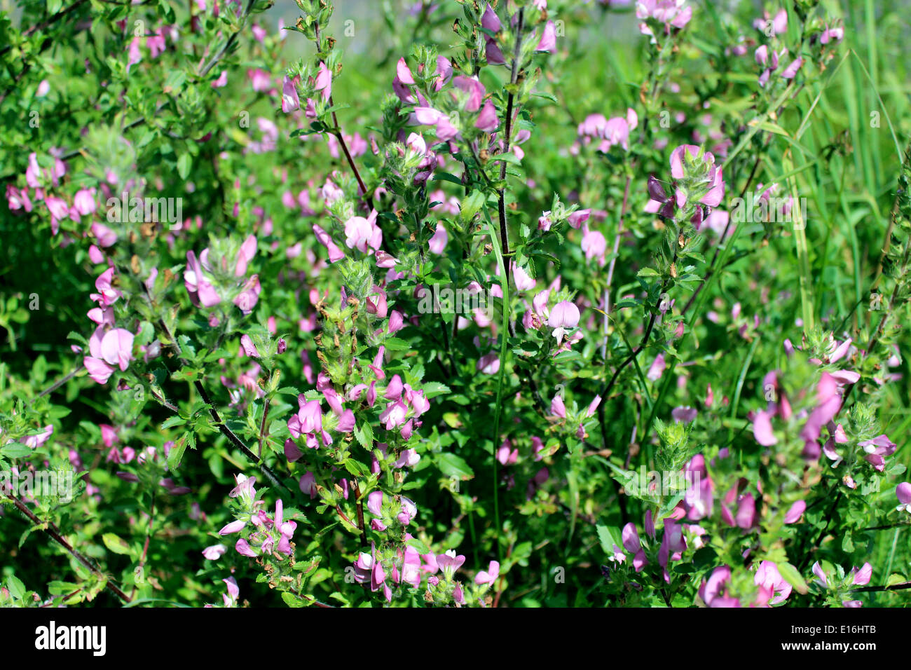 Image de la belle prairie rose fleurs Banque D'Images