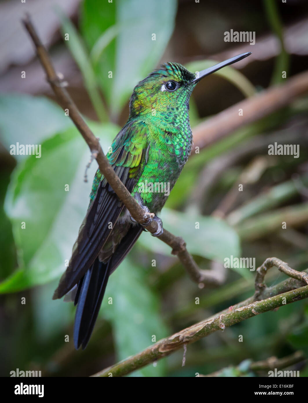 Colibri vert brillant couronné Heliodoxa jacula repos brièvement - Réserve forestière de Monteverde Costa Rica Banque D'Images