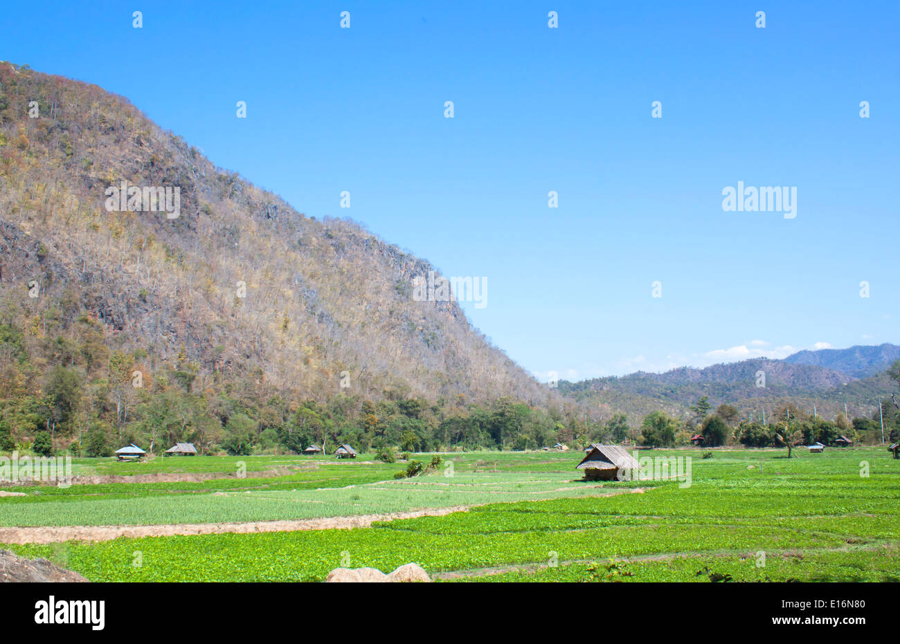 L'agriculture, les paysages naturels, les montagnes de l'or sur le terrain les agriculteurs. Banque D'Images