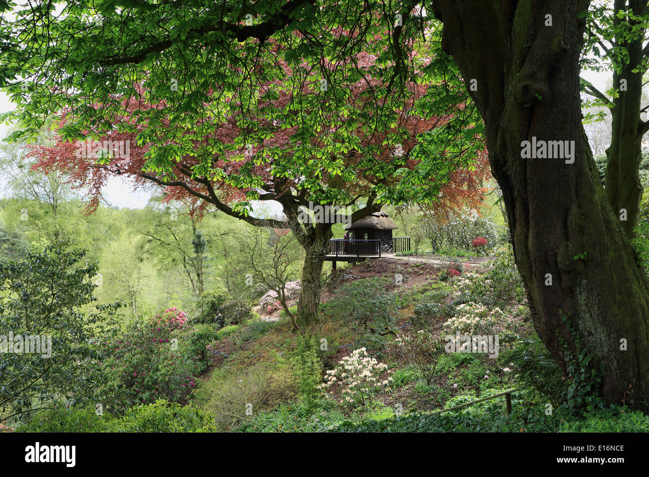Le jardin de l'himalaya Grewelthorpe Ripon Banque D'Images