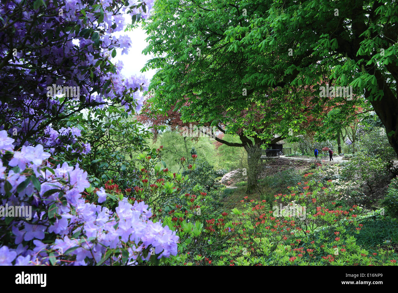 Le jardin de l'himalaya Grewelthorpe Ripon Banque D'Images