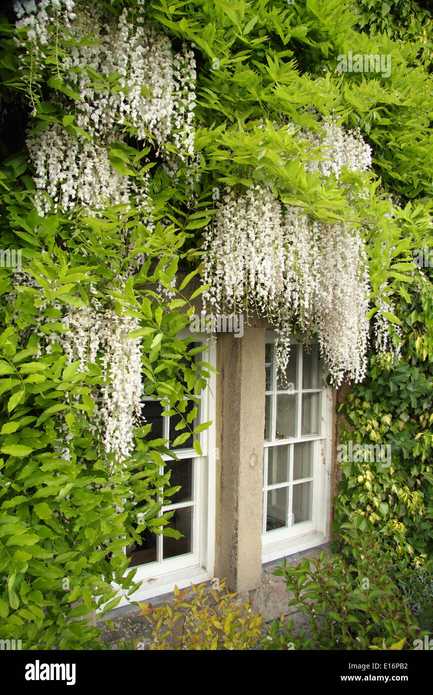 Wisteria sinensis Alba - glycine de Chine les cadres de fenêtres d'une maison de campagne anglaise, Banque D'Images