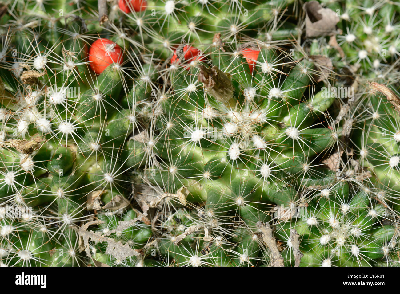 Cactus mamelon des plaines Banque D'Images
