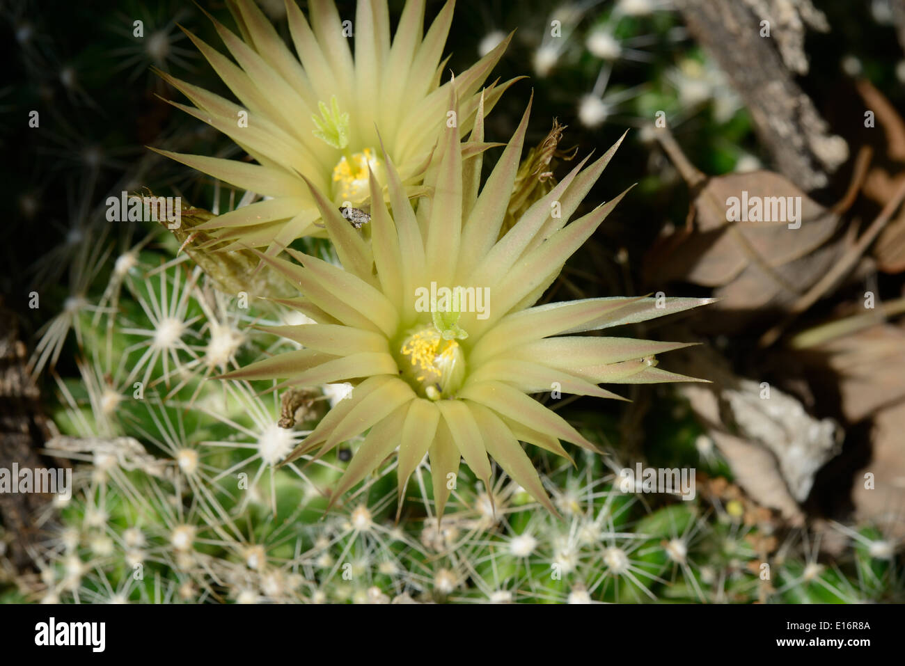 Cactus fleur mamelon des plaines Banque D'Images