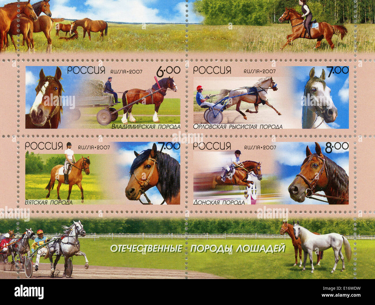 La Russie timbres-poste illustrant les races de chevaux Banque D'Images