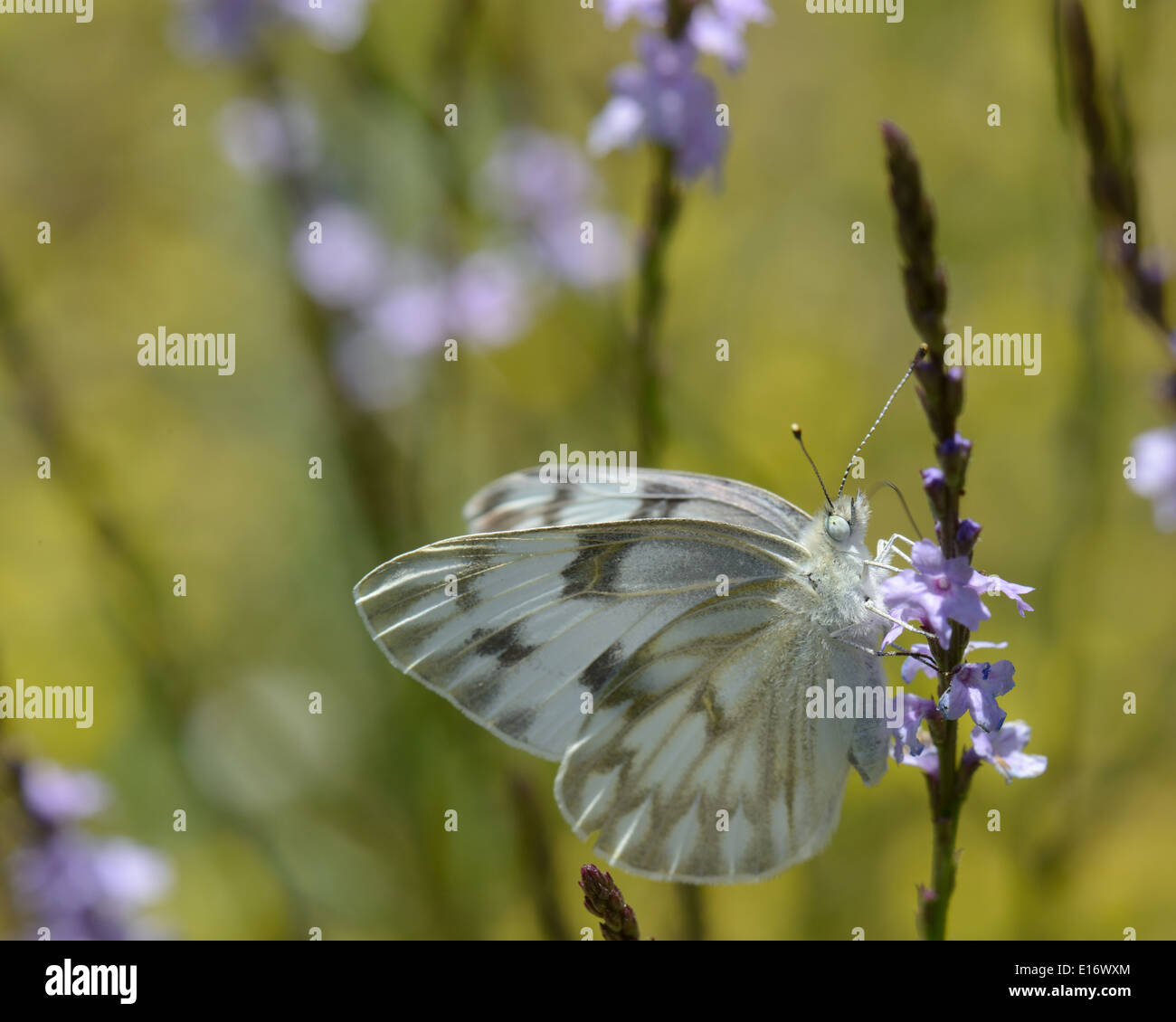 Papillon blanc à carreaux Banque D'Images