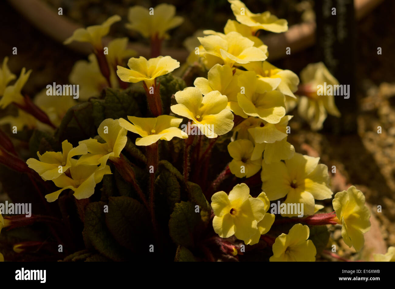 Primula Maisie Michael Banque D'Images