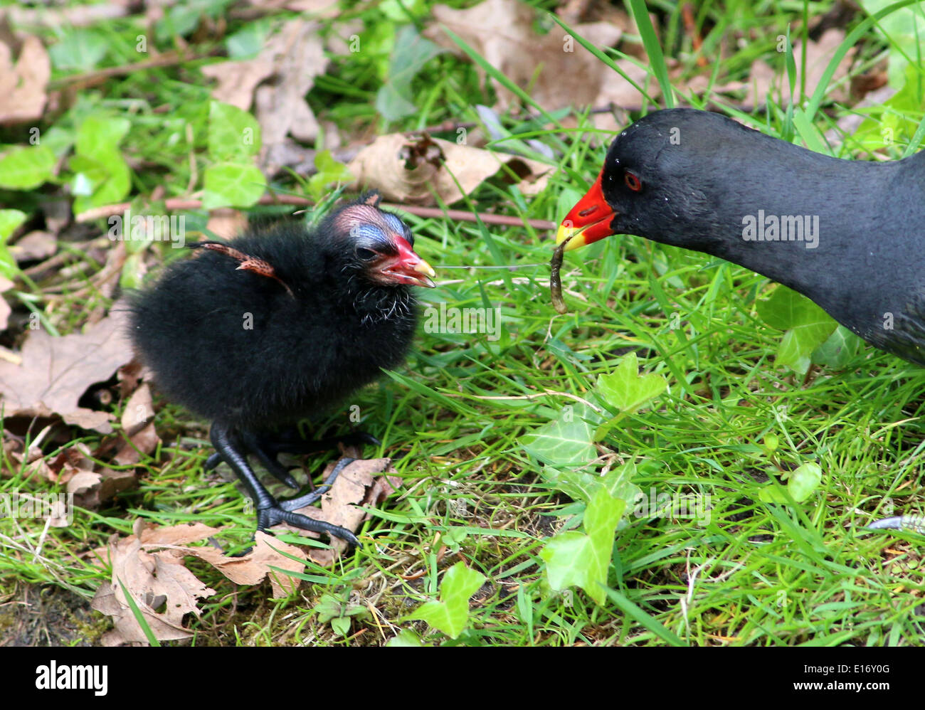 La Gallinule poule d'eau (Gallinula chloropus) être nourris par oiseau parent Banque D'Images
