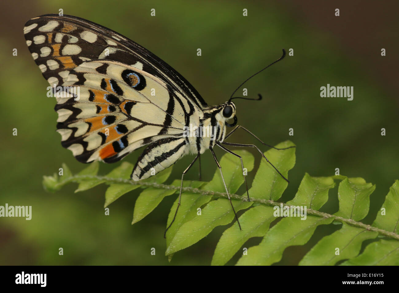 Checkered Papilio demoleus) alias Papillon Papillon Citron, citron vert, lime ou Swallowtail Butterfly petits agrumes Banque D'Images