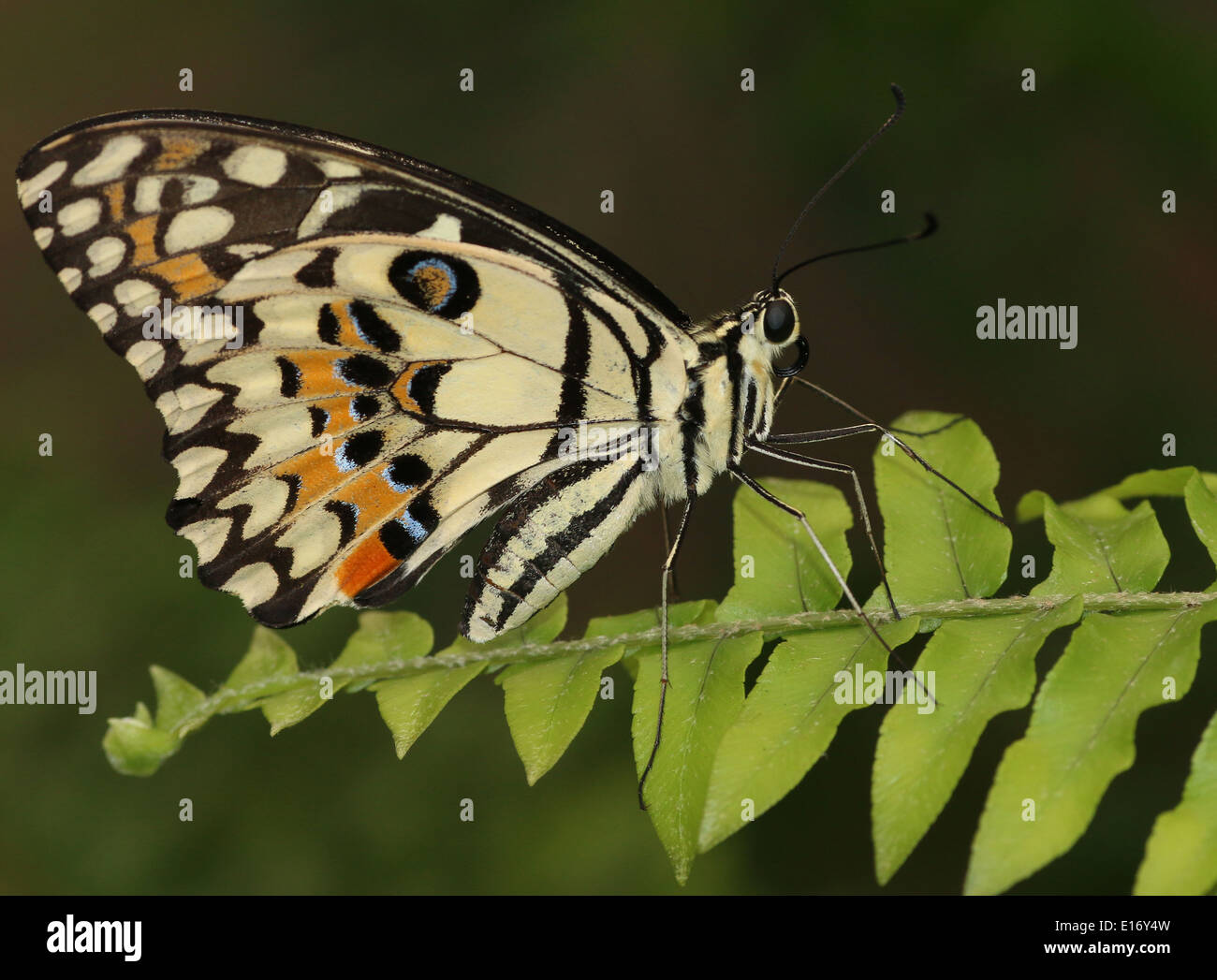 La chaux commune (papillon Papilio demoleus) alias Papillon Citron, lime, Swallowtail à damiers, Swallowtail Butterfly petits agrumes Banque D'Images