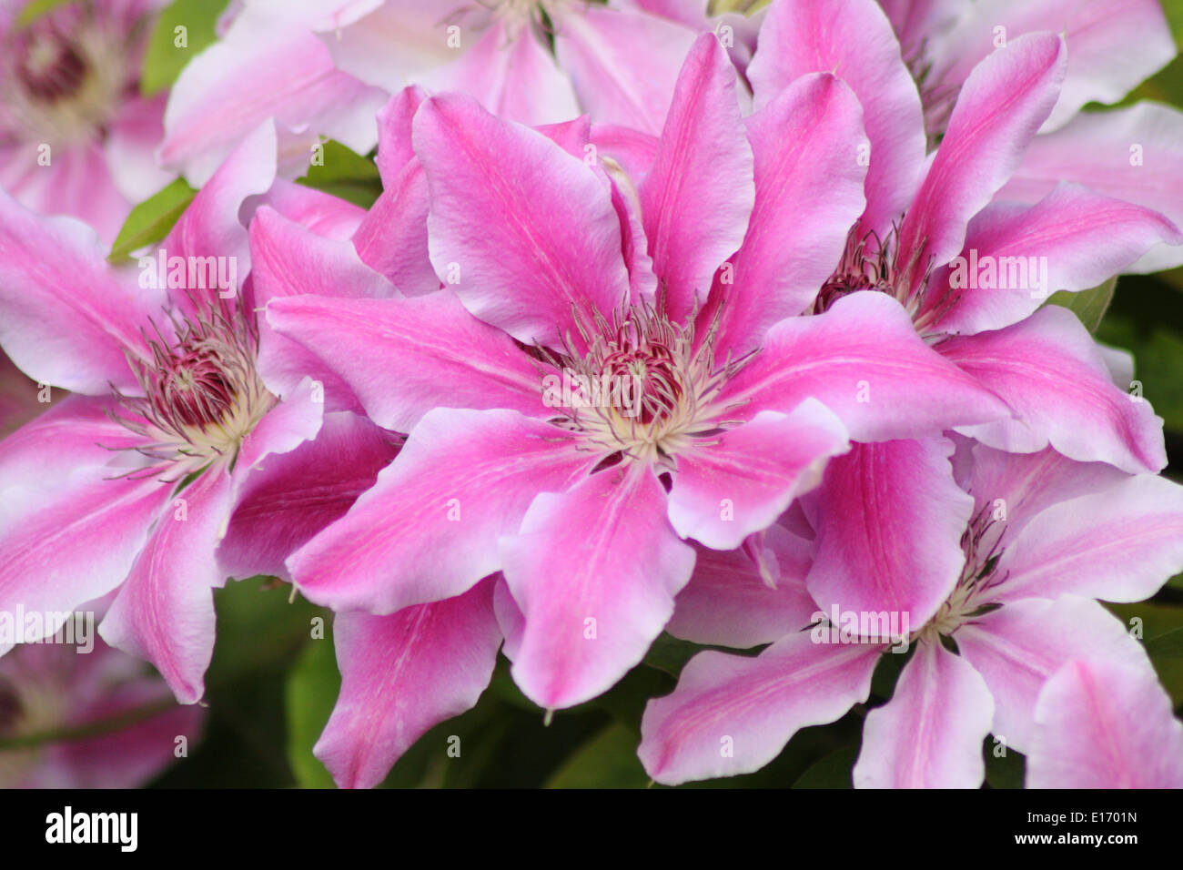 Rose à fleurs 'Nelly Moser' Clematis - hybride, grandes fleurs poussant dans un jardin anglais. Mai. Banque D'Images