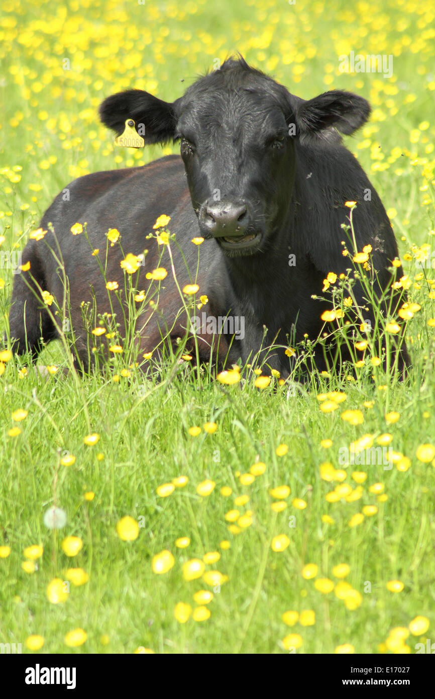 Séance de vache dans un pâturage ornés de renoncules, parc national de Peak District, Derbyshire, Angleterre, RU Banque D'Images