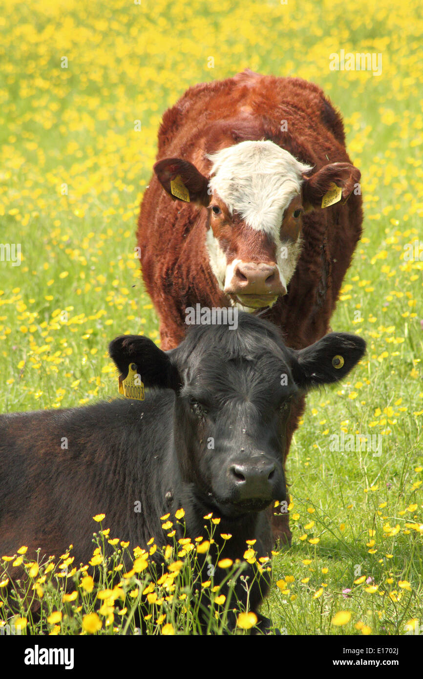 Vaches dans un pâturage ornés de renoncules, parc national de Peak District, Derbyshire, Angleterre, RU Banque D'Images