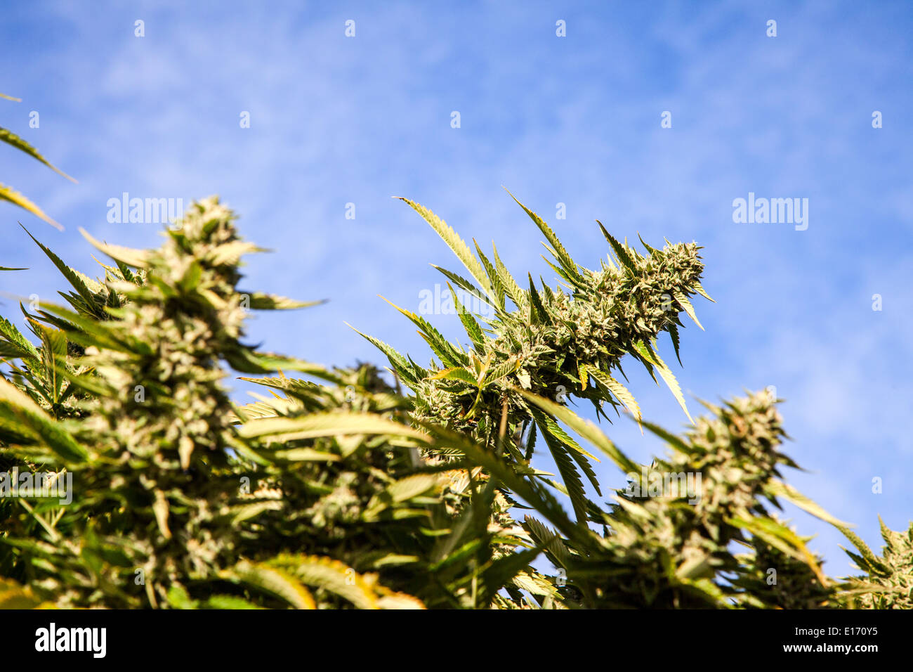 Fleurs de cannabis (Cannabis sativa). Banque D'Images