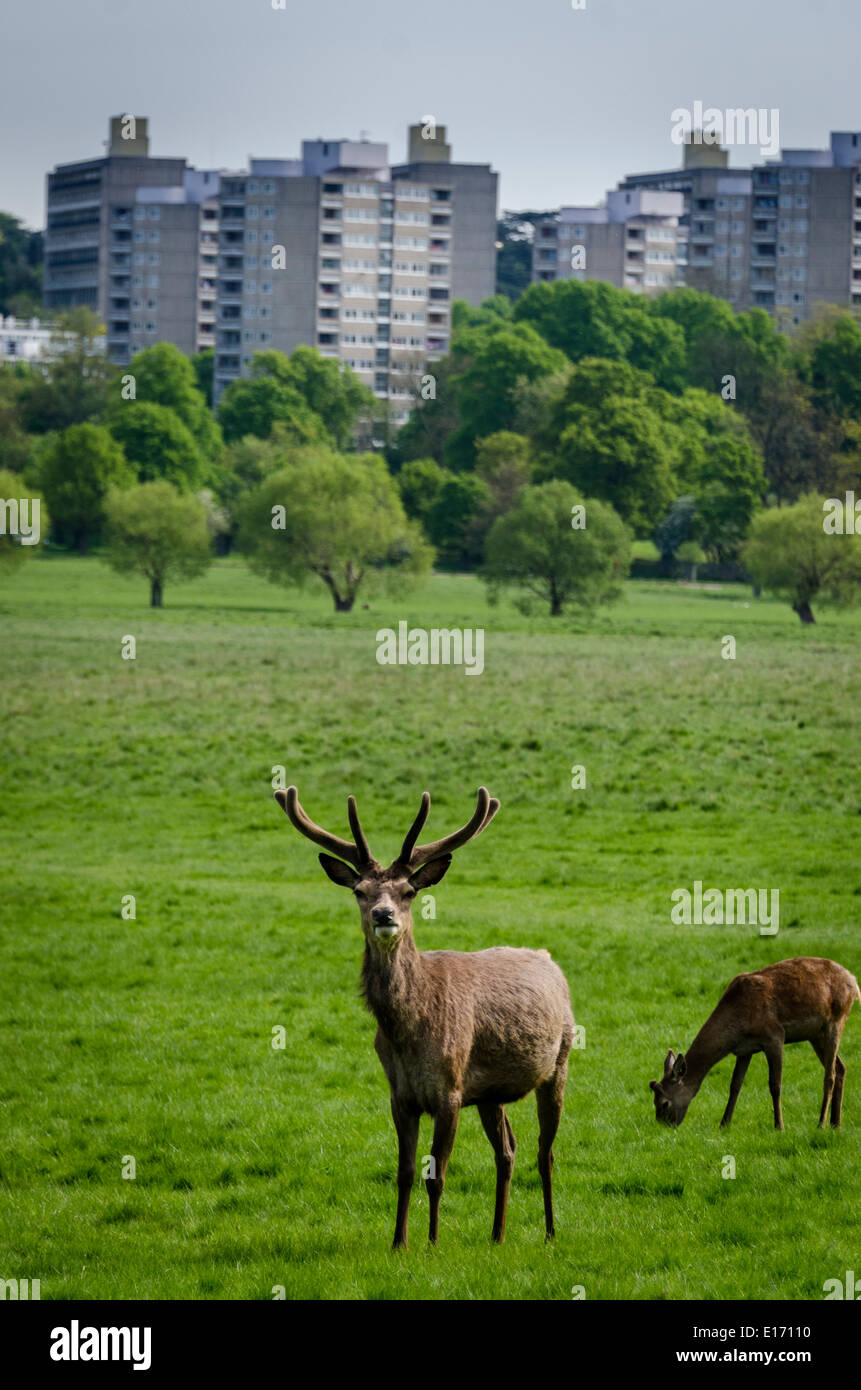 Les jeunes Red Deer stag avec bois en velours avec la succession de Roehampton en arrière-plan. Parc Richmond Surrey Banque D'Images