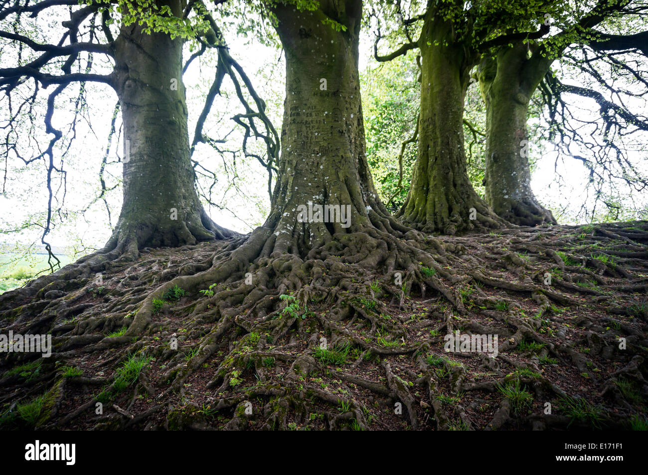 Les racines des arbres exposés incroyables sur une banque à Avebury Stone Circle et néolithique henge monument, Wiltshire, Royaume-Uni Banque D'Images