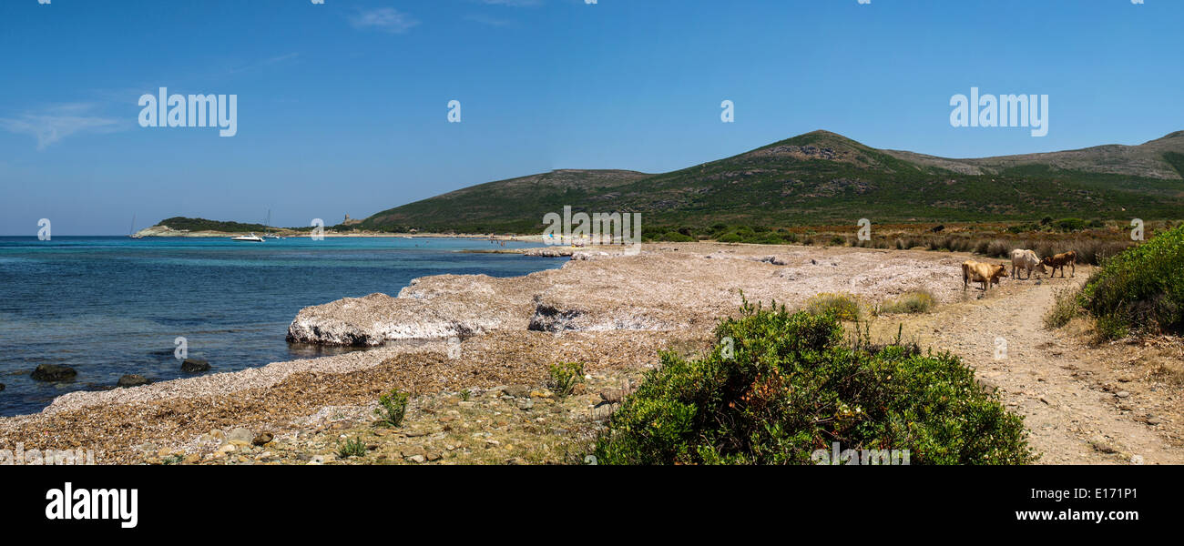 Barcaggio Banque D'Images