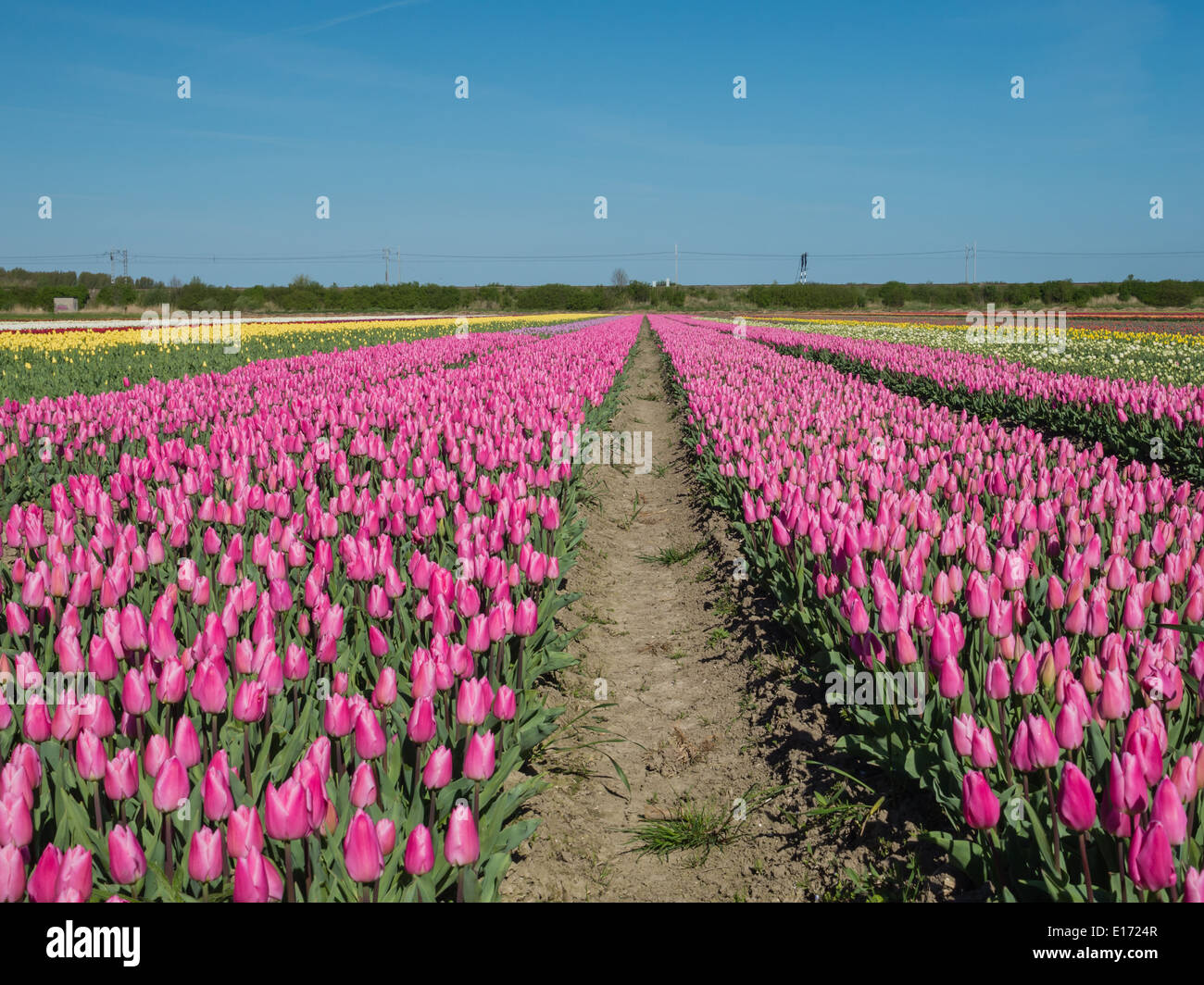 Domaine de couleur rose tulipe tulipes de différentes couleurs dans le paysage des polders néerlandais à distance Banque D'Images