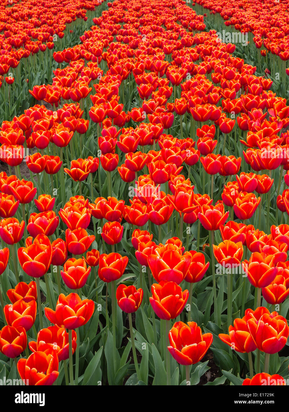 Fermer la vue sur domaine de couleur orange et rouge tulipes au paysage des polders néerlandais Banque D'Images