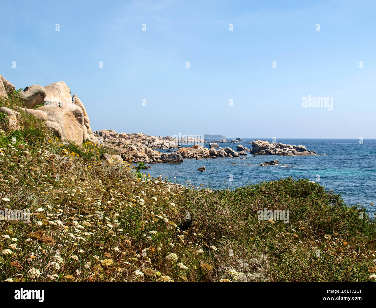 Petites fleurs par la mer à l'île Lavezzi Banque D'Images