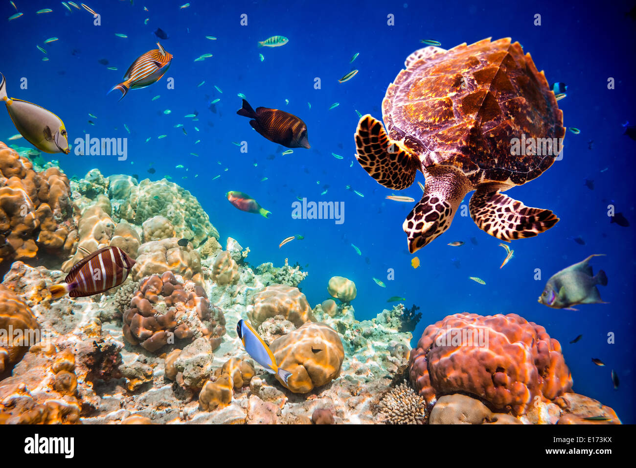 - Tortues Eretmochelys imbricata flotte sous l'eau. Maldives Océan Indien. Banque D'Images
